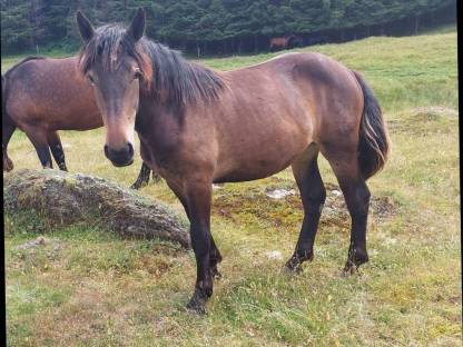 Bild 5:Noriker Zuchtstute, jährig