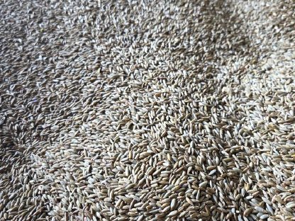 Bild 3:BIO Grünschnitt Roggen Ernte 2025