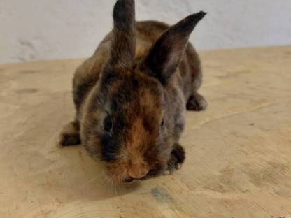 Mini Rex Hasen