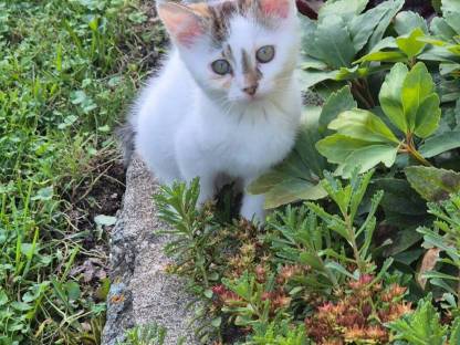 Katzenbabys