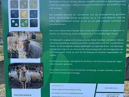 Bild 4:Zackelschaf Zuchtwidder