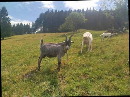 Blobe Ziegenbock