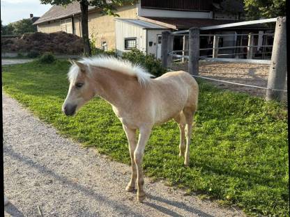 Bild 3:Ausdrucksstarkes Stutfohlen