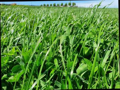 4. Schnitt Feldfutter ab Feld