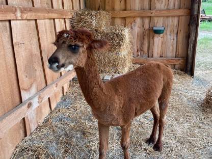 Bild 2:Alpaka Junghengst