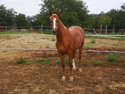 Bild 7:Liebe 6-j. Kisberi Stute