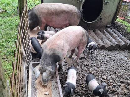 Schwäbisch Hällische Ferkel