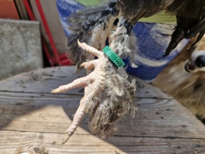 Bild 3:Deutsches Lachshuhn/Hähne