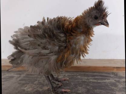 Strupphuhn/Marans-Mix