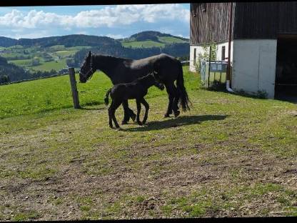 Bild 4:Zschini Schaunitz XVII Hengst