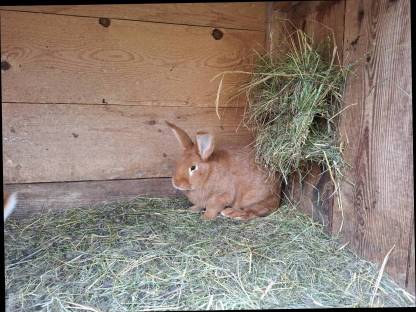 Bild 4:Rote Neuseeländer Kaninchen