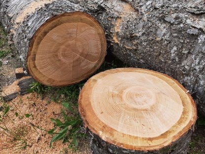 Kirschbaum Stämme
