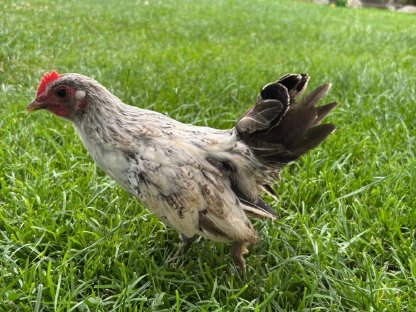 Bild 2:Zwerghahn zu verkaufen