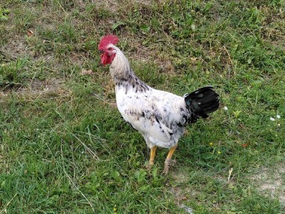 Bild 2:3 Hähne abzugeben