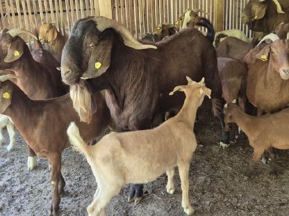 Burenziegebock Kalahari Red