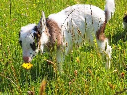 Bild 2:Ziegenböcke