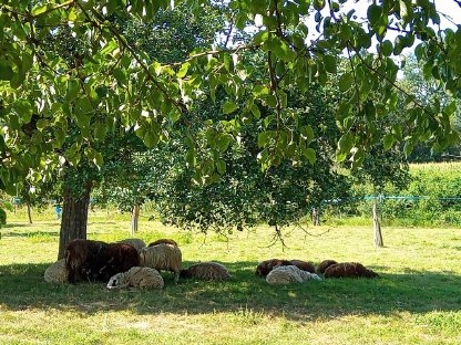 Bild 2:Verkaufe Waldschafe