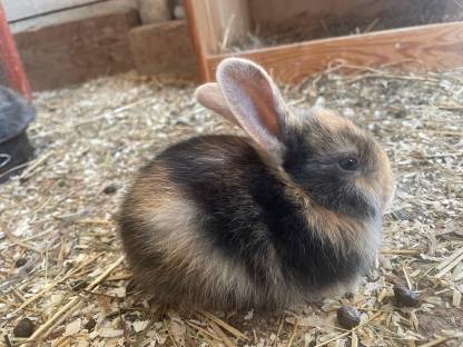 Bild 3:Kaninchenbabys