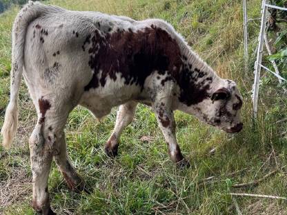 Bild 5:Pustertaler Sprinzen Stierkalb