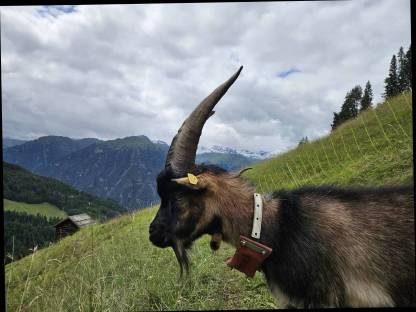 Ziegenbock