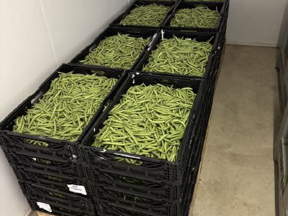 Buschbohnen zu verkaufen
