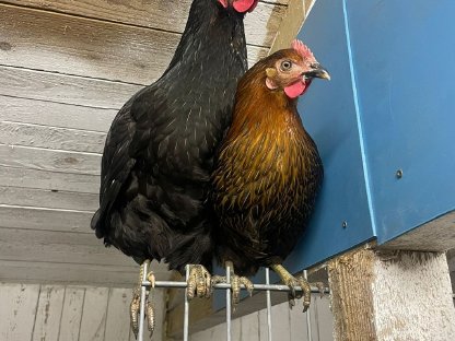 Legehennen schwarz