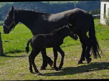 Bild 3:Zschini Schaunitz XVII Hengst