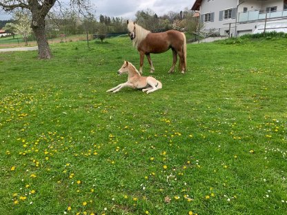Bild 4:Haflingerstutfohlen