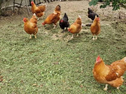 Bild 2:New Hampshire Zuchtstamm