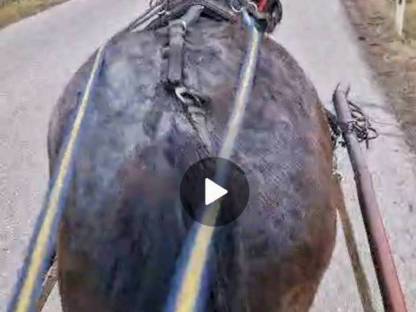 Bild 7:Noriker Gespann ein- und zweispännig