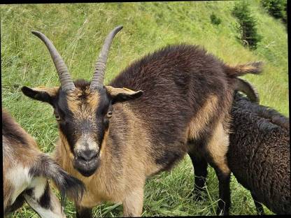 Bild 2:Ziegen