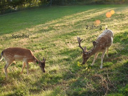 Bild 4:Rot und Damwild zu verkaufen