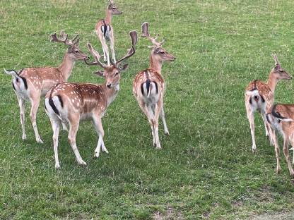 Bild 2:Damwild aus BIO-Haltung