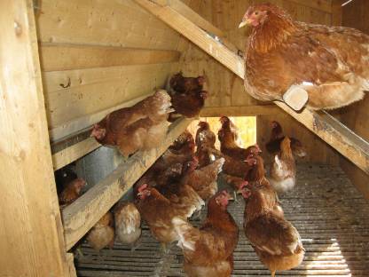 Bild 4:Legehennen Ställe (PKH)