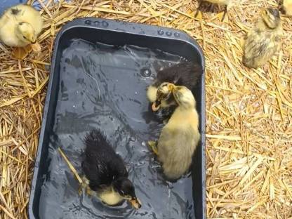 Bild 2:Laufenten Küken