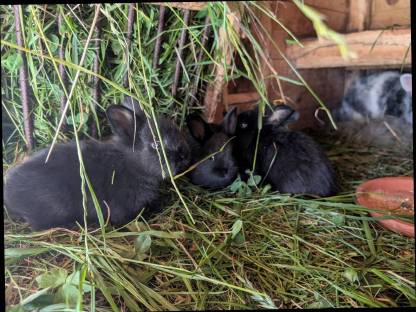 Bild 2:Löwenkopf Zwergkaninchen zu verkaufen