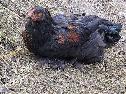 Brahma hahn