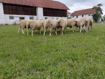 Bild 2:Cheviot Import - Meatlinc- Lleyn-Widder