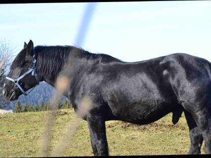Bild 4:Zollner Schaunitz XVI Noriker Deckhengst