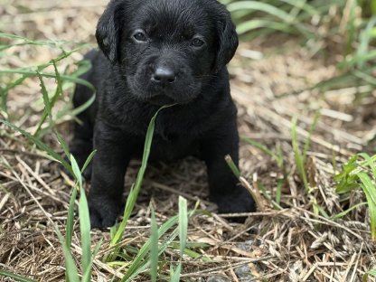 Bild 8:Labrador Welpen mit Ahnentafel
