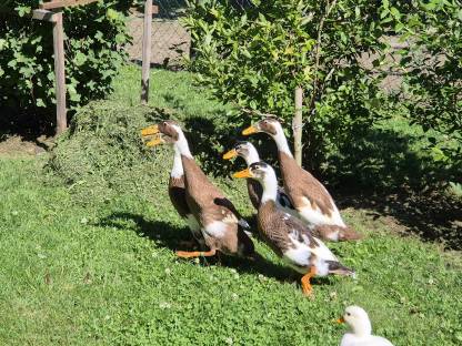 Bild 2:Verkaufe junge rehfarbige Laufenten