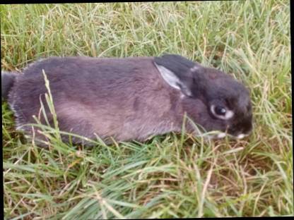 Bild 2:Zwergkaninchen