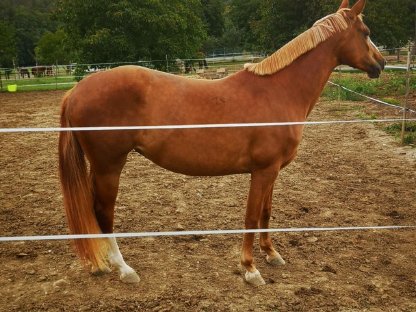 Bild 8:Liebe 6-j. Kisberi Stute