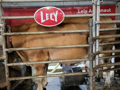 Verkaufe Kuh in Milch