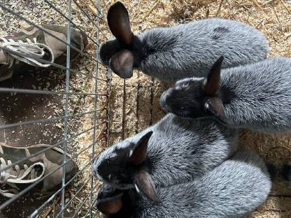 Bild 5:Helle Großsilber