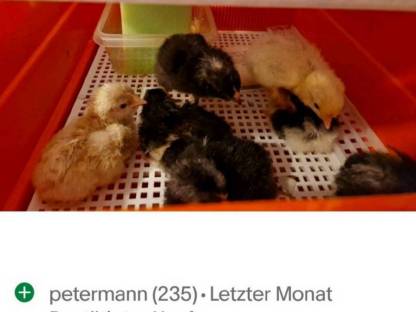 Bild 3:Bunte Eier Bruteier Grünleger Blauleger Olivleger Maran