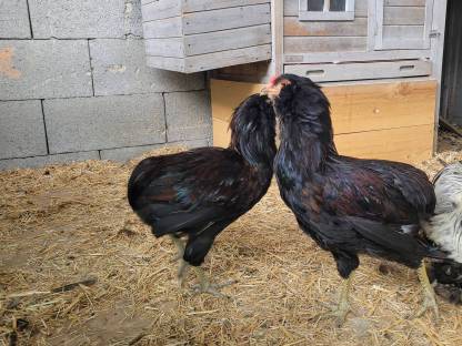 Bild 2:Araucana Junghähne