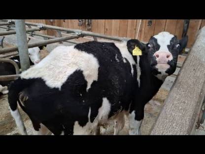 HF Stier zu verkaufen