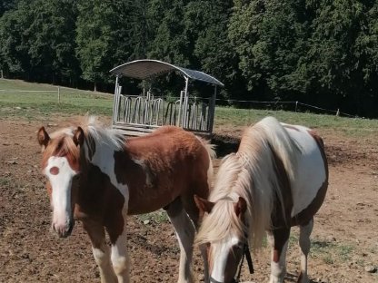 Bild 4:Irish Cob Fohlen, Tinker, Hengst