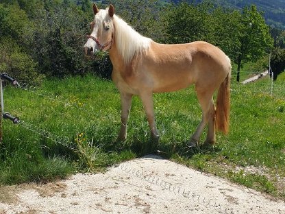 Haflinger Stute